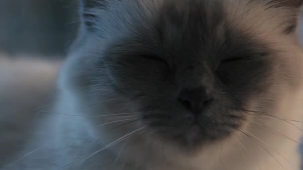 Lindo birman gato cara de cerca — Vídeos de Stock