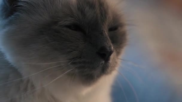 Lindo birman gato cara de cerca — Vídeo de stock