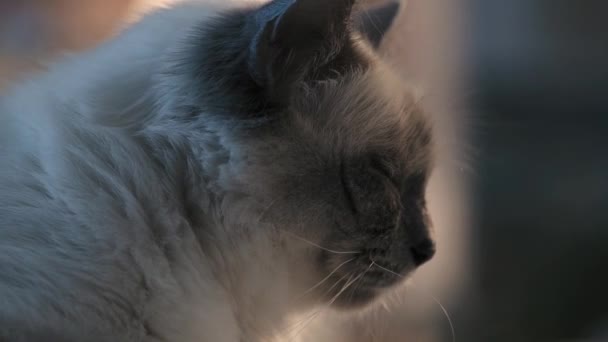 Симпатичний білий кіт обличчя крупним планом — стокове відео