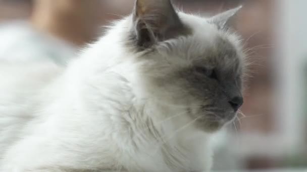 Симпатичная кошка-бирманка — стоковое видео