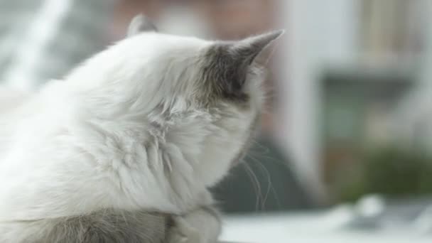 Mulher acariciando um belo gato — Vídeo de Stock