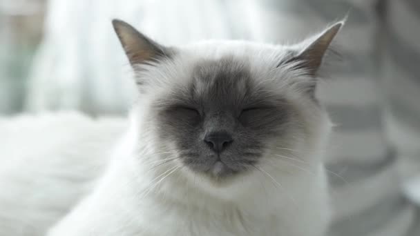 Cute birman cat face close up — Stock Video