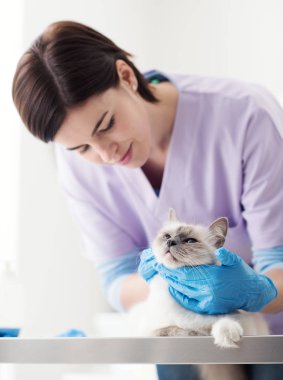 Profesyonel veteriner ameliyat masasındaki kediyi inceliyor, hayvan sağlığı konsepti.