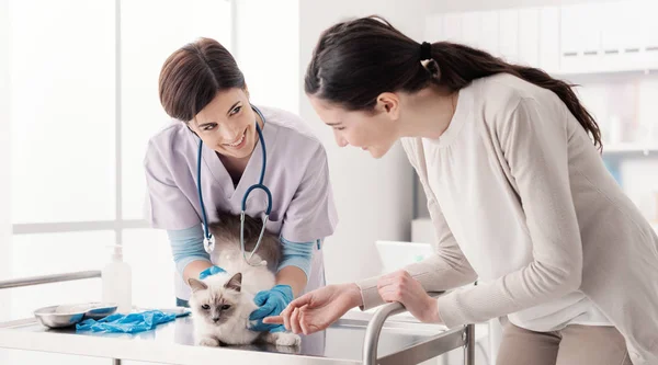 専門の獣医師が獣医診療所で働いていて 診察台で猫を検査しています ペットの所有者が助けて笑っています — ストック写真