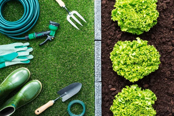 Lattuga Fresca Che Cresce Giardino Attrezzi Giardinaggio Sull Erba Cibo — Foto Stock