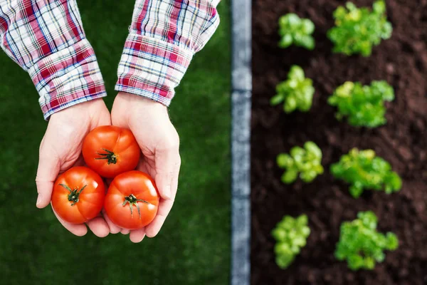 Farmer Holding Fresh Tomatoes His Hands Plants Growing Garden Farming — Stock Photo, Image