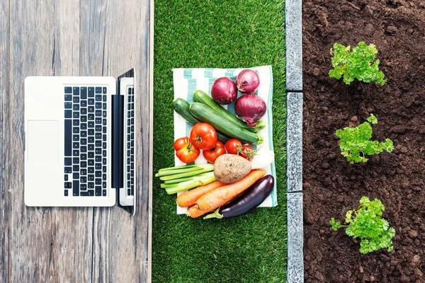 Laptop Čerstvě Sklizené Zeleniny Rostliny Rostoucí Zahradě Technologie Zahradnické Koncepce — Stock fotografie