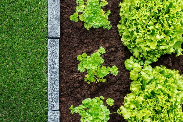 Alface Orgânica Fresca Que Cresce Jardim Alimento Saudável Conceito Agricultura — Fotografia de Stock