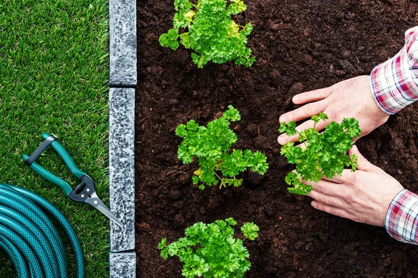 Agricultor Que Trabaja Jardín Está Plantando Algunas Plántulas Jardinería Concepto — Foto de Stock