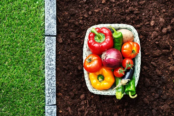 Čerstvá Zelenina Chutná Koši Úrodné Zahradní Půdě Zdravé Jídlo Zemědělství — Stock fotografie