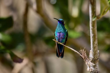 Huembo Rezervi 'nde mor boğazlı güneş meleği, Amazonas Andean bulut ormanının bir mücevheri.