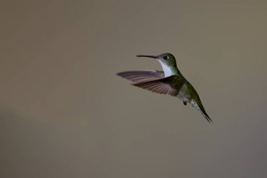 Narin ve anlaşılması zor küçük odunyıldızı canlı bir mücevher gibi süzülüyor ve And 'ın gökyüzüne büyü ekliyor..