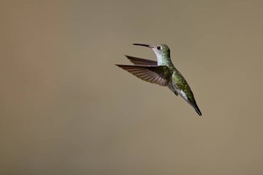 Narin ve anlaşılması zor küçük odunyıldızı canlı bir mücevher gibi süzülüyor ve And 'ın gökyüzüne büyü ekliyor..