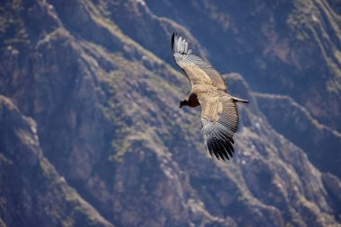 Görkemli And Akbabası, termallere eski bir zarafetle biniyor. Özgürlüğün ve gücün sembolü olan bu kutsal kuş dünyanın en derin kanyonlarından birini izliyor. Colca Peru 'nun gerçek bir simgesi..