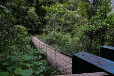 Bereketli yeşillik boyunca uzanan dolambaçlı bir patika güçlü Gocta Şelaleleri 'ne gidiyor. Bu dingin yol boyunca atılan her adım Amazon bölgesinin derinliklerine giden yolcuları davet eder..