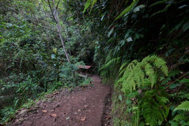 Bereketli yeşillik boyunca uzanan dolambaçlı bir patika güçlü Gocta Şelaleleri 'ne gidiyor. Bu dingin yol boyunca atılan her adım Amazon bölgesinin derinliklerine giden yolcuları davet eder..