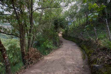 Bereketli yeşillik boyunca uzanan dolambaçlı bir patika güçlü Gocta Şelaleleri 'ne gidiyor. Bu dingin yol boyunca atılan her adım Amazon bölgesinin derinliklerine giden yolcuları davet eder..