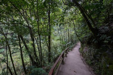 Bereketli yeşillik boyunca uzanan dolambaçlı bir patika güçlü Gocta Şelaleleri 'ne gidiyor. Bu dingin yol boyunca atılan her adım Amazon bölgesinin derinliklerine giden yolcuları davet eder..