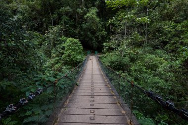 Bereketli yeşillik boyunca uzanan dolambaçlı bir patika güçlü Gocta Şelaleleri 'ne gidiyor. Bu dingin yol boyunca atılan her adım Amazon bölgesinin derinliklerine giden yolcuları davet eder..