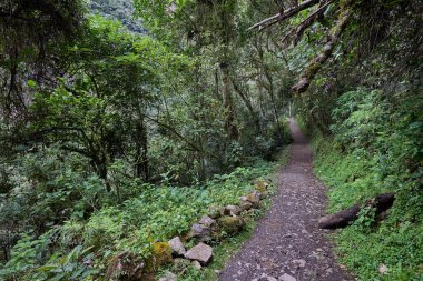 Bereketli yeşillik boyunca uzanan dolambaçlı bir patika güçlü Gocta Şelaleleri 'ne gidiyor. Bu dingin yol boyunca atılan her adım Amazon bölgesinin derinliklerine giden yolcuları davet eder..