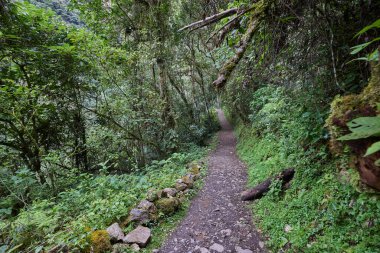 Bereketli yeşillik boyunca uzanan dolambaçlı bir patika güçlü Gocta Şelaleleri 'ne gidiyor. Bu dingin yol boyunca atılan her adım Amazon bölgesinin derinliklerine giden yolcuları davet eder..