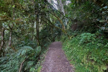 Bereketli yeşillik boyunca uzanan dolambaçlı bir patika güçlü Gocta Şelaleleri 'ne gidiyor. Bu dingin yol boyunca atılan her adım Amazon bölgesinin derinliklerine giden yolcuları davet eder..