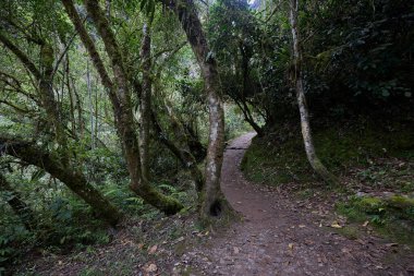 Bereketli yeşillik boyunca uzanan dolambaçlı bir patika güçlü Gocta Şelaleleri 'ne gidiyor. Bu dingin yol boyunca atılan her adım Amazon bölgesinin derinliklerine giden yolcuları davet eder..