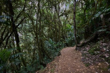 Bereketli yeşillik boyunca uzanan dolambaçlı bir patika güçlü Gocta Şelaleleri 'ne gidiyor. Bu dingin yol boyunca atılan her adım Amazon bölgesinin derinliklerine giden yolcuları davet eder..