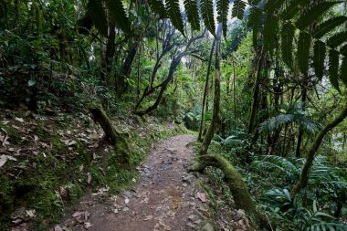 Bereketli yeşillik boyunca uzanan dolambaçlı bir patika güçlü Gocta Şelaleleri 'ne gidiyor. Bu dingin yol boyunca atılan her adım Amazon bölgesinin derinliklerine giden yolcuları davet eder..