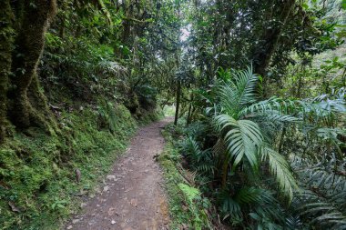 Bereketli yeşillik boyunca uzanan dolambaçlı bir patika güçlü Gocta Şelaleleri 'ne gidiyor. Bu dingin yol boyunca atılan her adım Amazon bölgesinin derinliklerine giden yolcuları davet eder..