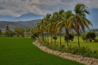 Kuzey Peru 'nun Amazonlar bölgesinde Bagua yakınlarında hindistan cevizi palmiyeleri ile çevrili yemyeşil pirinç tarlaları. Bu tropikal tarım arazisi verimli ovaları ve geleneksel pirinç tarlalarını ön plana çıkarıyor.