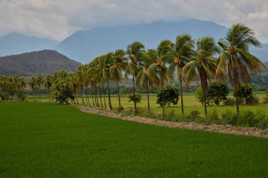 Kuzey Peru 'nun Amazonlar bölgesinde Bagua yakınlarında hindistan cevizi palmiyeleri ile çevrili yemyeşil pirinç tarlaları. Bu tropikal tarım arazisi verimli ovaları ve geleneksel pirinç tarlalarını ön plana çıkarıyor.