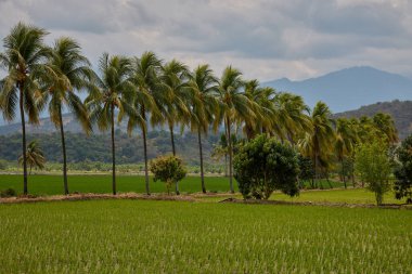 Kuzey Peru 'nun Amazonlar bölgesinde Bagua yakınlarında hindistan cevizi palmiyeleri ile çevrili yemyeşil pirinç tarlaları. Bu tropikal tarım arazisi verimli ovaları ve geleneksel pirinç tarlalarını ön plana çıkarıyor.