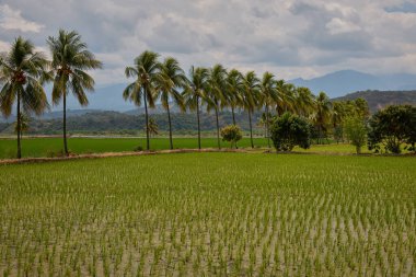 Kuzey Peru 'nun Amazonlar bölgesinde Bagua yakınlarında hindistan cevizi palmiyeleri ile çevrili yemyeşil pirinç tarlaları. Bu tropikal tarım arazisi verimli ovaları ve geleneksel pirinç tarlalarını ön plana çıkarıyor.