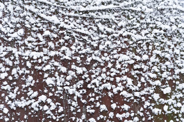 Vinter Snö Fryst Konsistens Trä Brun Vägg Med Gren Bakgrund — Stockfoto