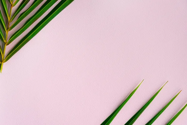 frame of green leaf of summer coconut palm tree on pastel pink p