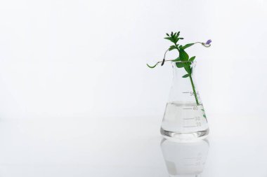 tıbbi sağlık veya kozmetik scie için yabani çiçek ile cam şişe