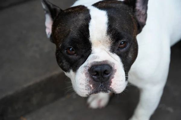 aggressive young black and white french bull dog pet animal