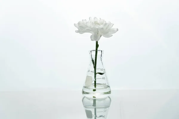 Одна стеклянная колба с белым цветком в воде в генетическом биотексте — стоковое фото