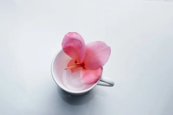 Widok z góry natura Miękki różowy kwiat w biały ceramiczny gorący napój c — Zdjęcie stockowe