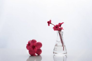 biyoteknoloji bilim cam şişesi olağanüstü pembe çiçek bir