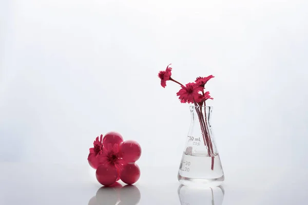 Экстраординарный розовый цветок в биотехнологии науки стеклянная фляжка — стоковое фото