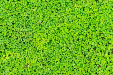 Bahçe bahçesinde küçük yeşil izinlerin taze dokusu ya da yaz için park yeri. 