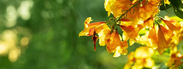 Orange Yellow Flower Bush Blooming Morning Sunlight Green Natural Garden — Stock Photo, Image