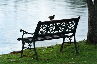 Parktaki bankta tünemiş kuş göl kenarındaki su arka planında.