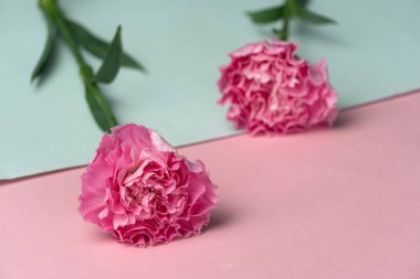 yumuşak, doğal, pembe karanfil çiçeği pastel mavisi bir düğün arkaplanı bırakıyor.