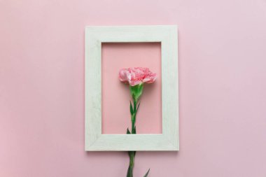 Ahşap çerçevede çiçek açan doğal karanfil pembe renkli kağıt arka planda.