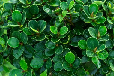 Taze koyu yeşil yaprak ağacı yaz bahçesi arka planında