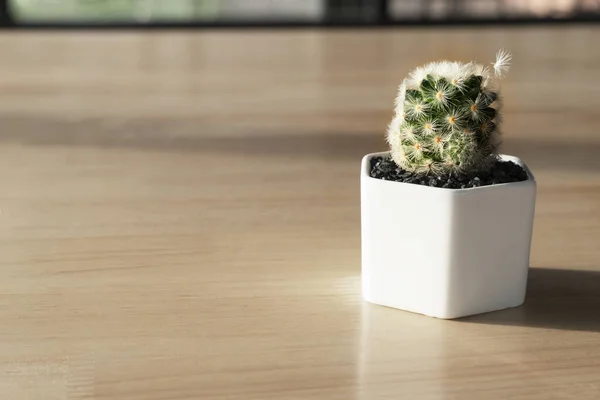 green cactus plant in white pot on wood table interior decoration background