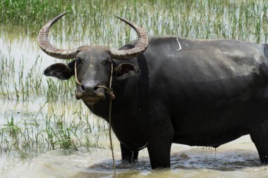 Kırsal Asya ülkesindeki çim tarlasında yaşayan gri siyah su bufalosu.